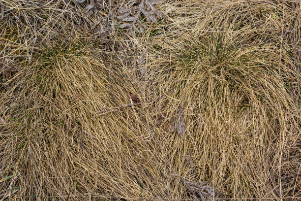 istock texture of dry grass from top view 1969476870