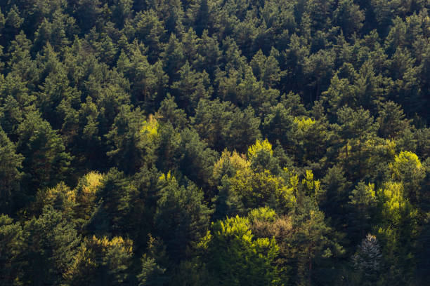 istock Aerial top view forest tree, Rainforest ecosystem and healthy environment concept and background, Texture of green tree forest view from above 1969479484