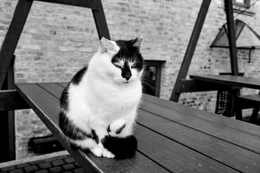 Black and white cat on the table. Selective focus.