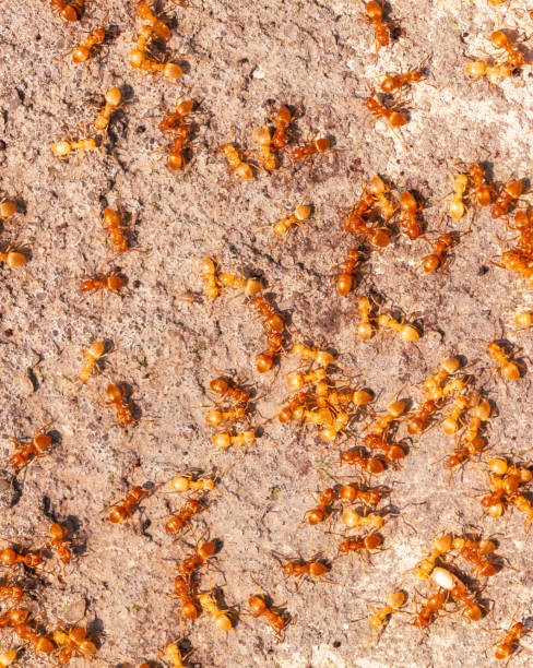 istock Yellow ants on the ground. Close-up 1969483746