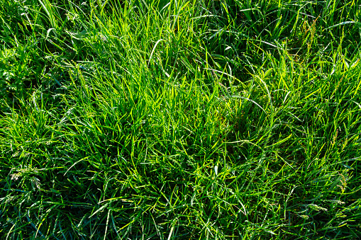 Background of a green grass on a summer meadow.