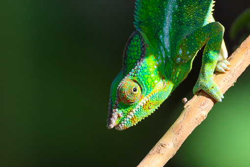 panther chameleon, furcifer pardalis, reunion island