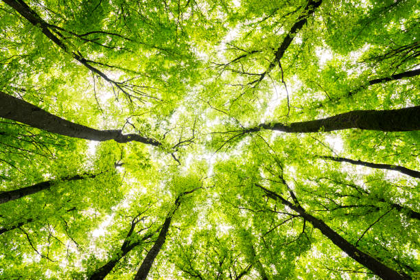 copas de árboles de hayedo - vista ascendente fotografías e imágenes de stock
