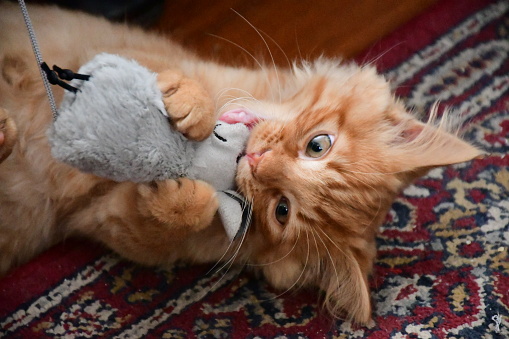 Ginger kitten playing with toy mouse