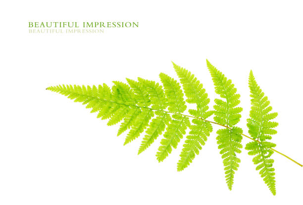 istock The leaves of ferns 1969506120