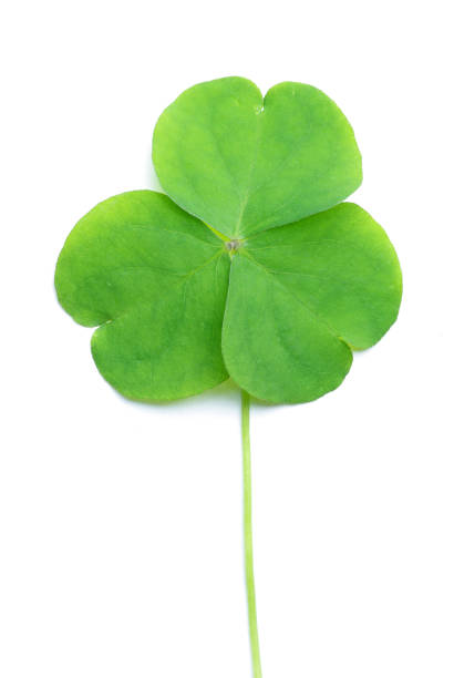 istock Close up of clover 1969507210
