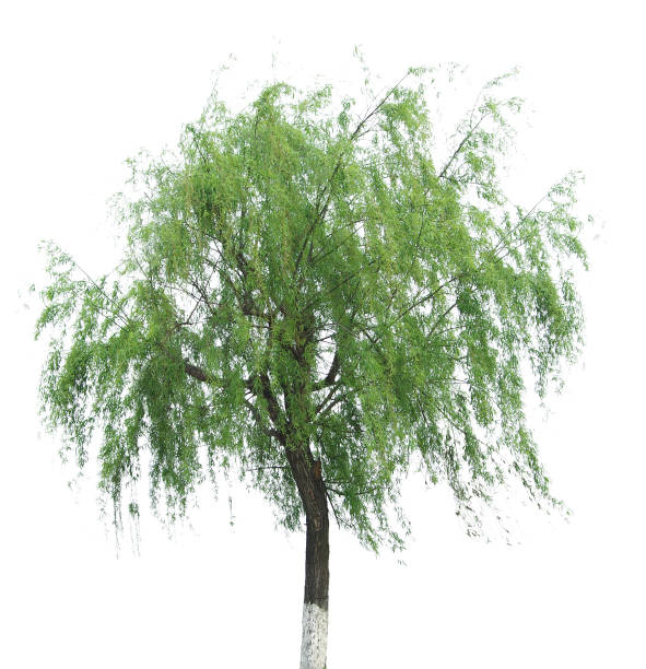 willow tree - willow tree weeping willow tree isolated imagens e fotografias de stock