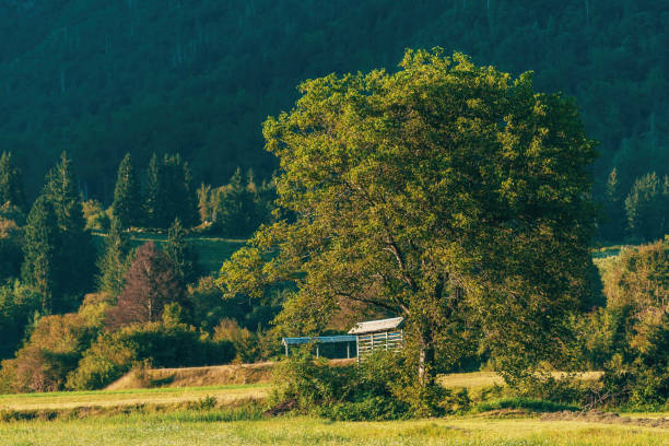 Tree in alpine countryside meadow on sunny summer afternoon, selective focus