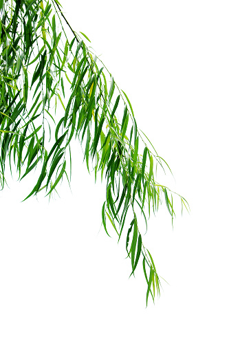 background of light and green willow leaves