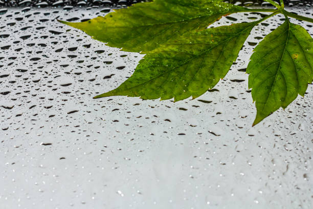 abstract background fall, glass drops autumn yellow leaves wet october weather.