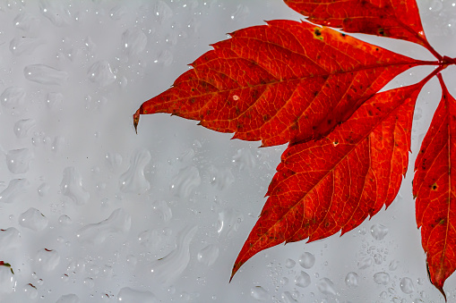 abstract background fall, glass drops autumn yellow leaves wet october weather.