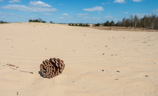 Pine cone on sandy beach at sunrise with blue skies and clouds