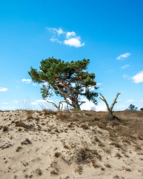 istock a large green tree sitting on top of a sandy beach 1969525379
