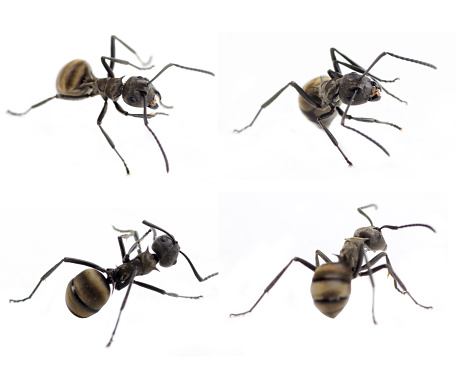 Black spine ants are isolated on a white background.