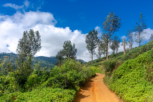 Highland tea plantations on the island of Sri Lanka.