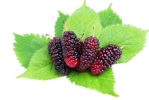 blackberries over a white background