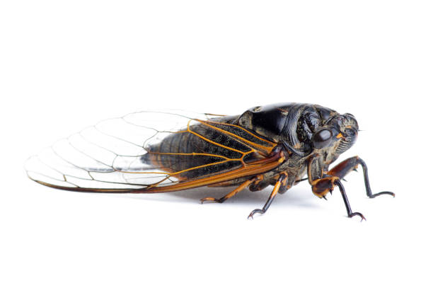 istock Closeups of cicadas 1969552799