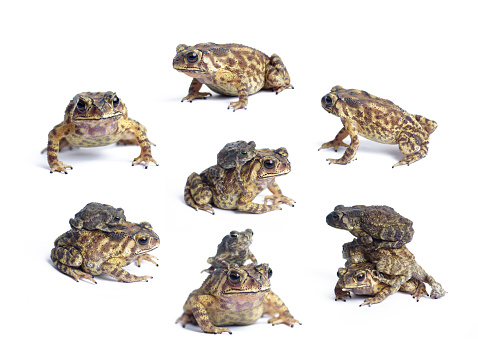 Many Toad isolated on a white background