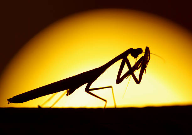 Praying mantis - black background