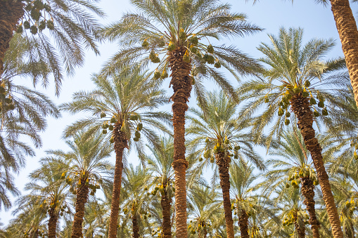 Two date palms in bloom against pale blue sky.