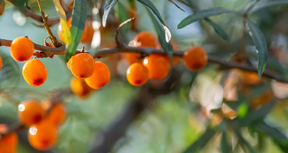 Ripe sea buckthorn berries on a branch. Selective focus. Banner