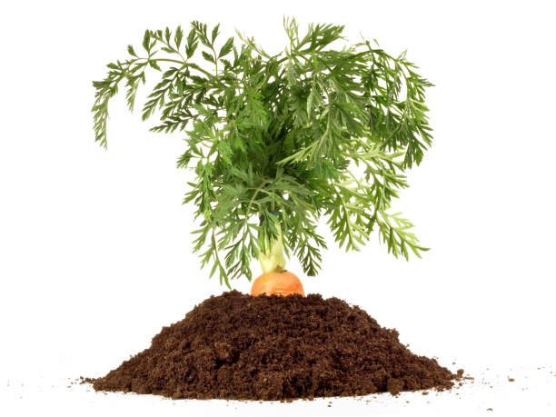 Fresh Carrot with Green in Soil on white Background Fresh Carrot in Soil on white Background erde stock pictures, royalty-free photos & images