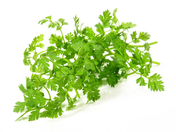 cerfoglio isolato - green food chervil herb foto e immagini stock