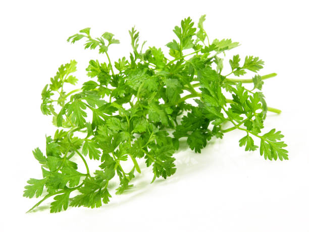 Chervil isolated Chervil on white Background chervil stock pictures, royalty-free photos & images