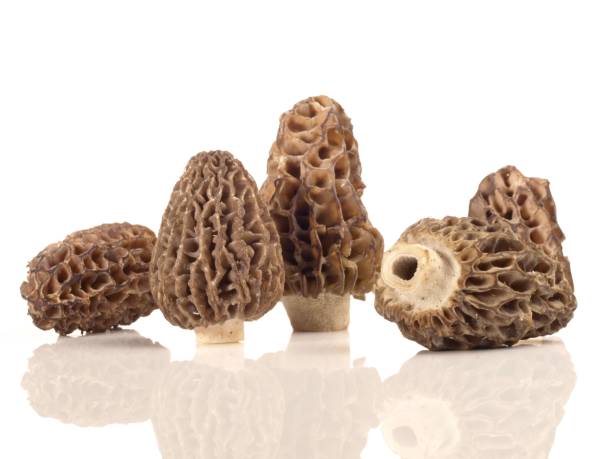 istock Morel Mushrooms on white Background 1969581335