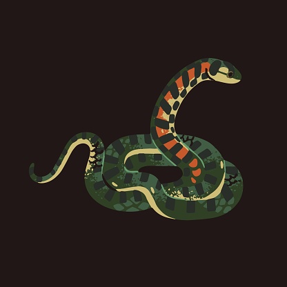 Tiger keelback. Exotic venomous serpent with bright stripes on neck. Poisonous snake with striped scale. Eastern forests viper. Cold blooded animal, oriental reptile. Flat isolated vector illustration.