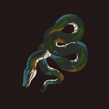 Rainbow boa. White lipped or water python. Tropical snake with patterned scale. Big exotic serpent with glossy skin. Dangerous cold blooded animal. Rainforest fauna. Flat isolated vector illustration.
