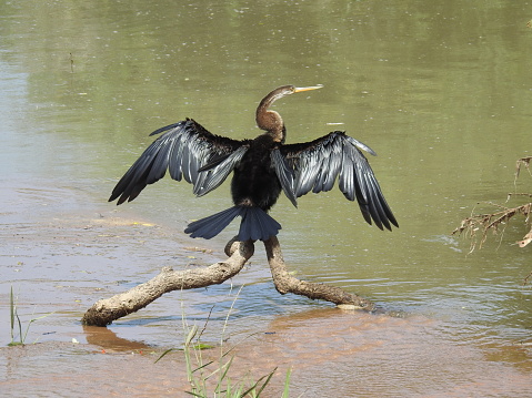 A comorant sits drying its feathers in the sun in Yala National Park in Sri Lanka.
