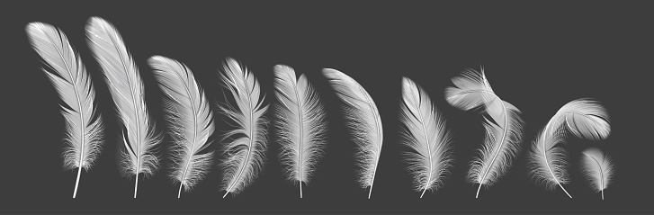 Gentle feathers line realistic vector illustration set. Birds quills with tender texture. Fluffy plumage from angel wings 3d elements on white