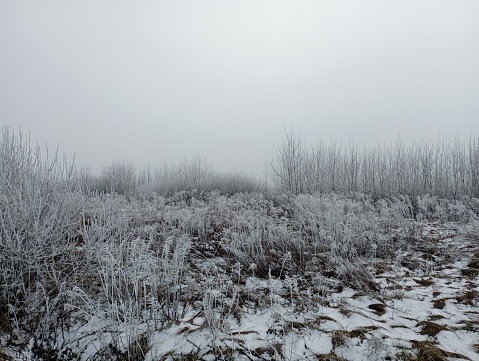 Winter landscape with branches of trees and bushes covered with cold frost. Winter cold season. Cold fog and frost. Cloudy weather.