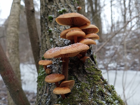 Poisonous mushrooms on an orange tree trunk in winter against a background of snow-covered trees in the forest and a frozen stream. Mushrooms and their search in the winter season.