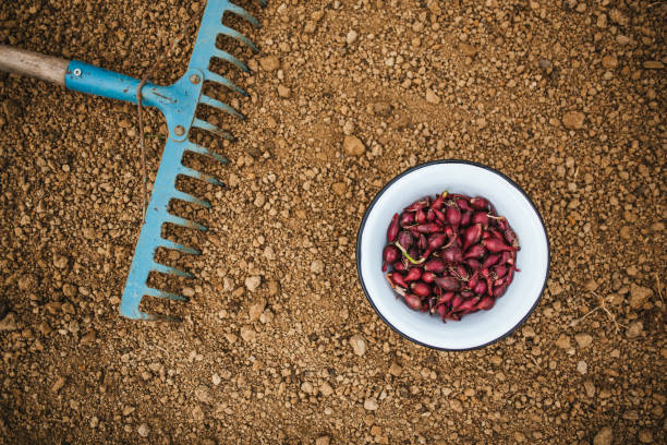 Red onion planting.