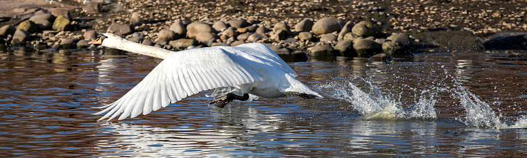 Tundra Swan flying alone at Freezeout Lake near Glacier National Park in Montana in the United States of America (USA). The Tundra Swan can be distinguished from the Trumpeter by the bright yellow spot in front of the eye. The Trumpeter swan does not have a yellow spot.