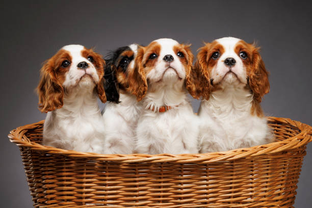 istock Cute dog studio portrait. four Cavalier King Charles Spaniel puppy. standing in basket on gray background 1969606830