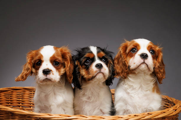 istock Cute dog studio portrait. Three Cavalier King Charles Spaniel puppy. standing in basket on gray background 1969607900