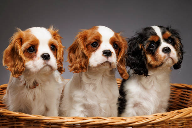 istock Cute dog studio portrait. Three Cavalier King Charles Spaniel puppy. standing in basket on gray background 1969608434