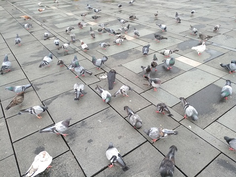Group of pigeons eating and gathering on a sidewalk