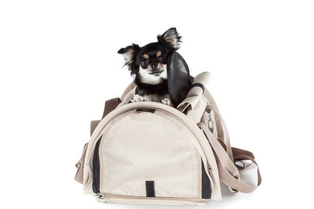 borsa per il trasporto di animali domestici o gabbia di trasporto isolata su sfondo bianco. - chihuahua dog pet carrier puppy foto e immagini stock