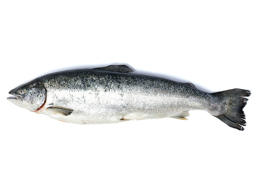 Salmon, trout fish isolated on white background