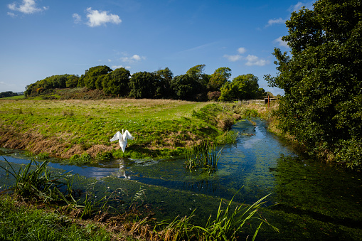 A view of the Royal Military Canal and the junction with the Marsham Sewr with a swan exiting the canal.