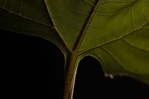Free Stock Photo of Close-up of a fresh green leaf on black | Download ...