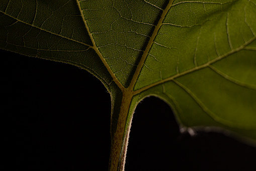 green leaf with black background and low light with leaf details