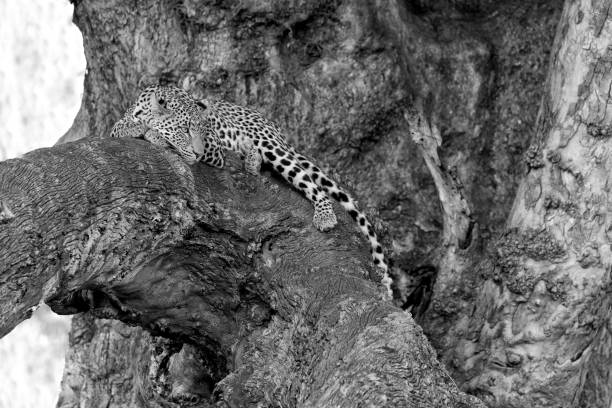 Mono leopard in branches looking for prey