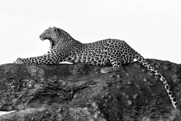 istock Leopard in a tree in Mashatu Game Reserve 1969637120