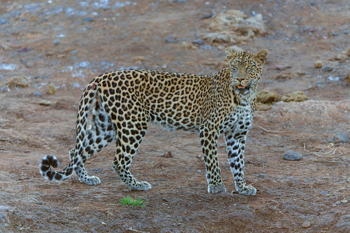 Leopard snout close, sunlight
