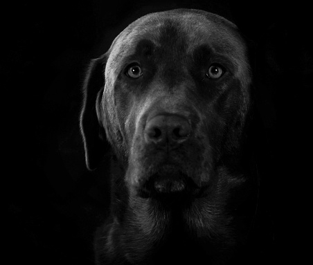 Close-up portrait of a dog with a dark background